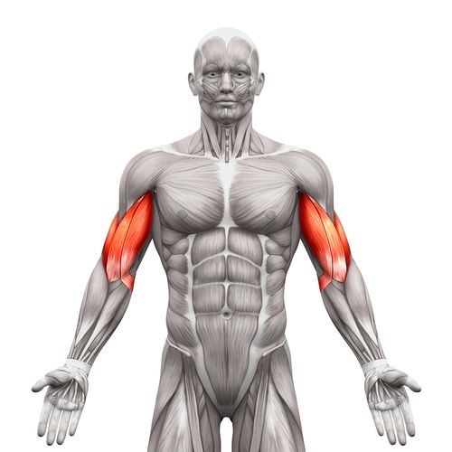 Biceps muscle highlighted on the upper arm